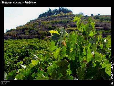 Vignobles à Hébron